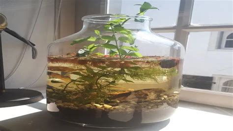 self contained ecosystem aquarium.